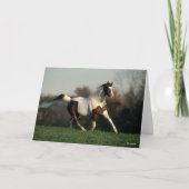 Bob Langrish | Pinto Arab Mane and Tail stromend Kaart (Voorkant)