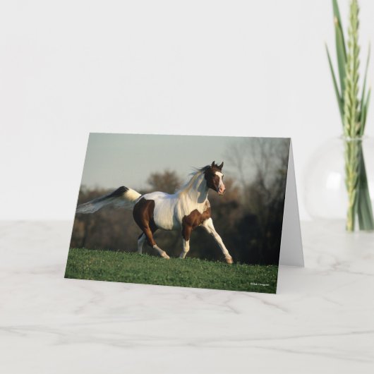 Bob Langrish | Pinto Arab Mane and Tail stromend Kaart (Voorkant)