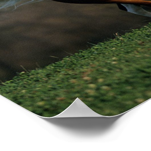 Bob Langrish | Pinto Arab Mane and Tail stromend Poster (Hoek)