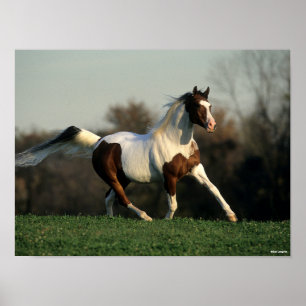 Bob Langrish   Pinto Arab Mane and Tail stromend Poster
