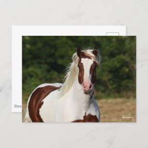 Bob Langrish Pinto Haflinger Headshot Briefkaart