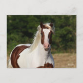 Bob Langrish | Pinto Haflinger Headshot Briefkaart (Voorkant)