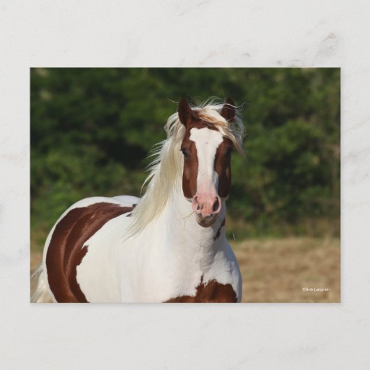 Bob Langrish | Pinto Haflinger Headshot Briefkaart (Voorkant)