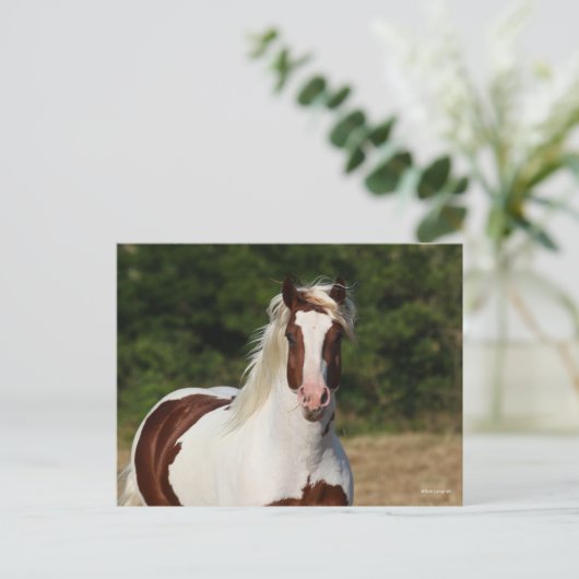 Bob Langrish | Pinto Haflinger Headshot Briefkaart (Staand voorkant)