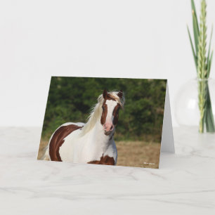 Bob Langrish   Pinto Haflinger Headshot Kaart