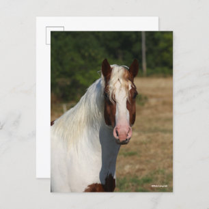 Bob Langrish Pinto Haflinger Horse Headshot Briefkaart