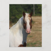 Bob Langrish | Pinto Haflinger Horse Headshot Briefkaart (Voorkant)