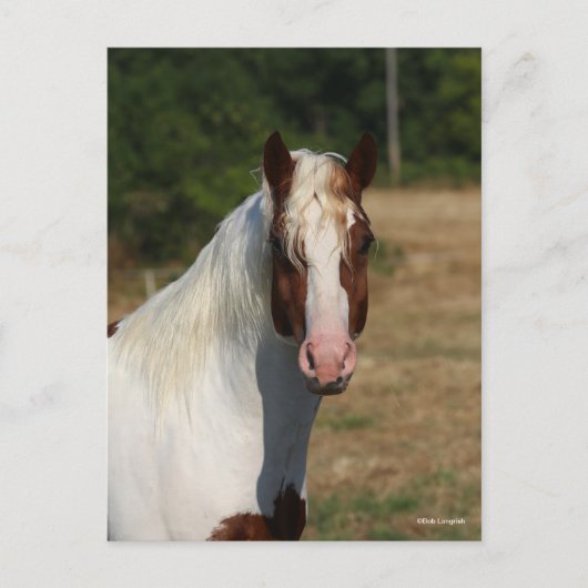 Bob Langrish | Pinto Haflinger Horse Headshot Briefkaart (Voorkant)