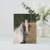 Bob Langrish | Pinto Haflinger Horse Headshot Briefkaart (Staand voorkant)