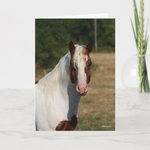 Bob Langrish   Pinto Haflinger Horse Headshot Kaart