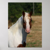 Bob Langrish | Pinto Haflinger Horse Headshot Poster (Voorkant)
