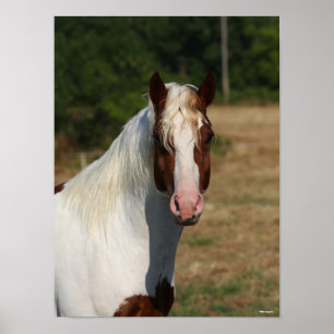 Bob Langrish Pinto Haflinger Horse Headshot Poster