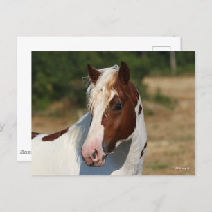 Bob Langrish Pinto Haflinger Stallion Headshot Briefkaart