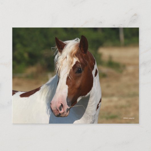 Bob Langrish | Pinto Haflinger Stallion Headshot Briefkaart (Voorkant)