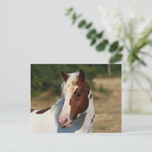 Bob Langrish | Pinto Haflinger Stallion Headshot Briefkaart (Staand voorkant)