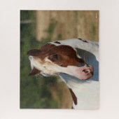 Bob Langrish | Pinto Haflinger Stallion Headshot Legpuzzel (Verticaal)