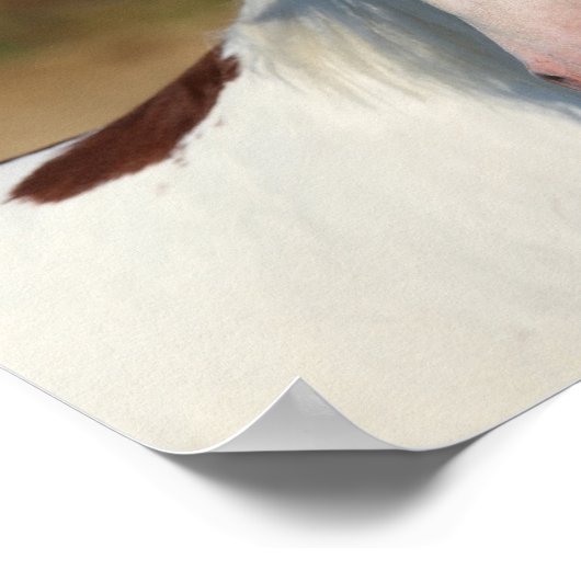 Bob Langrish | Pinto Haflinger Stallion Headshot Poster (Hoek)