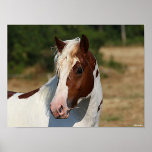 Bob Langrish Pinto Haflinger Stallion Headshot Poster
