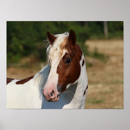 Bob Langrish | Pinto Haflinger Stallion Headshot Poster (Voorkant)