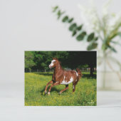 Bob Langrish | Pinto Oldenburg Running in bloemen Briefkaart (Staand voorkant)