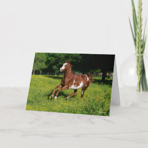 Bob Langrish   Pinto Oldenburg Running in bloemen Kaart