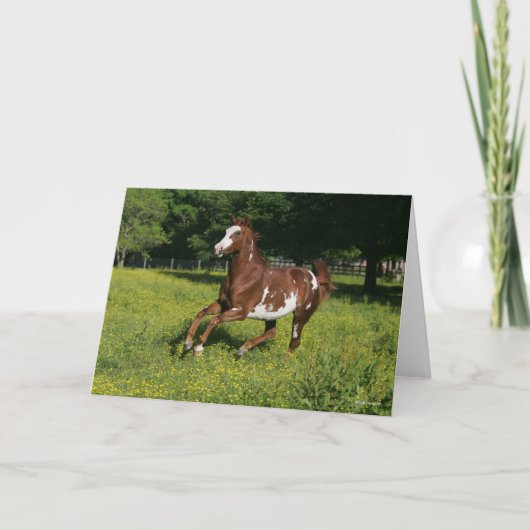 Bob Langrish | Pinto Oldenburg Running in bloemen Kaart (Voorkant)