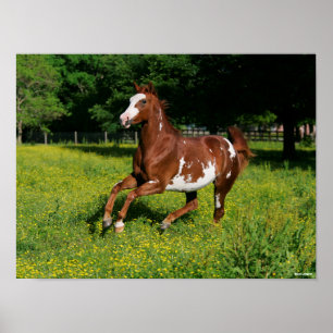 Bob Langrish   Pinto Oldenburg Running in bloemen Poster