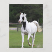 Bob Langrish | Pinto Warmbloed Briefkaart (Voorkant)