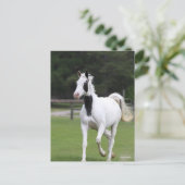 Bob Langrish | Pinto Warmbloed Briefkaart (Staand voorkant)