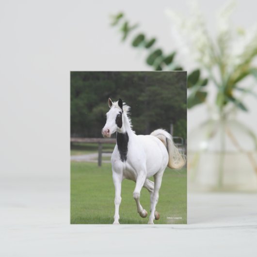 Bob Langrish | Pinto Warmbloed Briefkaart (Staand voorkant)