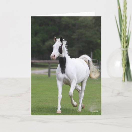 Bob Langrish | Pinto Warmbloed Kaart (Voorkant)