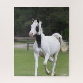 Bob Langrish | Pinto Warmbloed Legpuzzel (Verticaal)