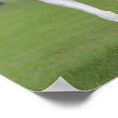 Bob Langrish | Pinto Warmbloed Poster (Hoek)