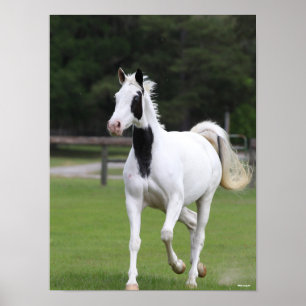 Bob Langrish   Pinto Warmbloed Poster