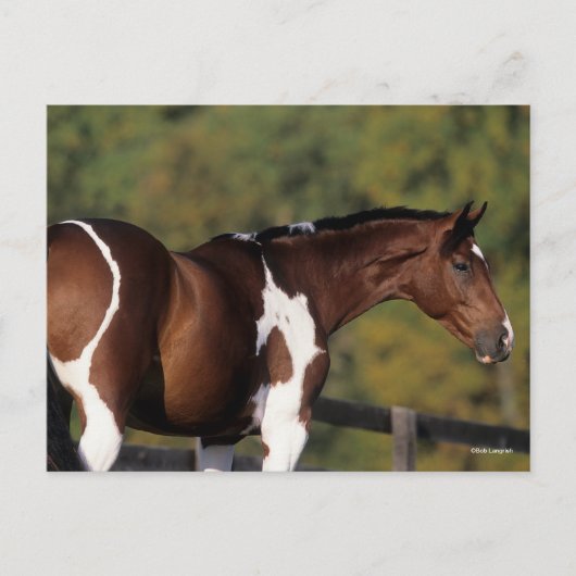 Bob Langrish | Pinto Warmblood Standing Headshot Briefkaart (Voorkant)