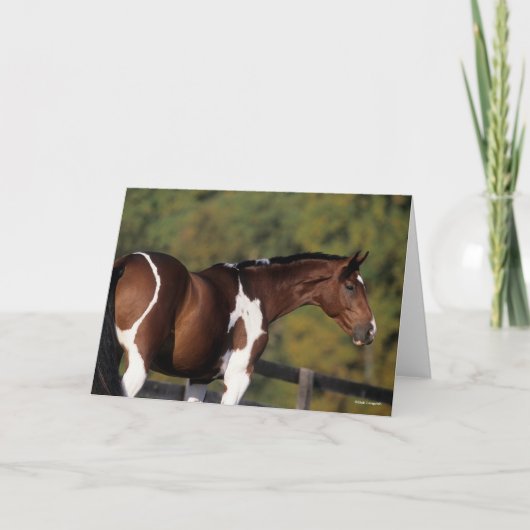 Bob Langrish | Pinto Warmblood Standing Headshot Kaart (Voorkant)