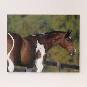 Bob Langrish   Pinto Warmblood Standing Headshot Legpuzzel