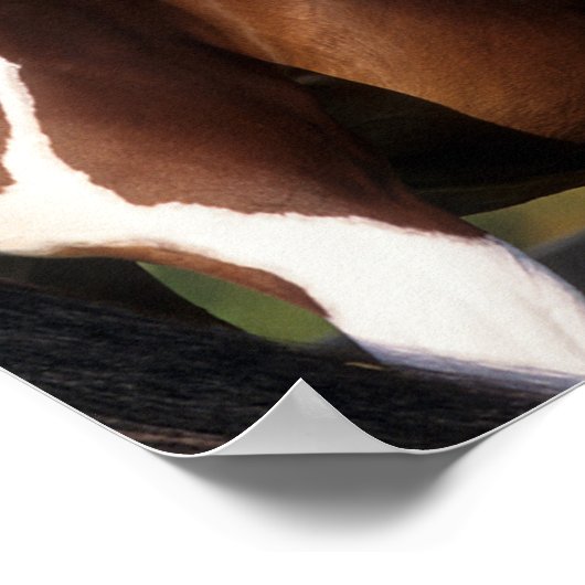 Bob Langrish | Pinto Warmblood Standing Headshot Poster (Hoek)