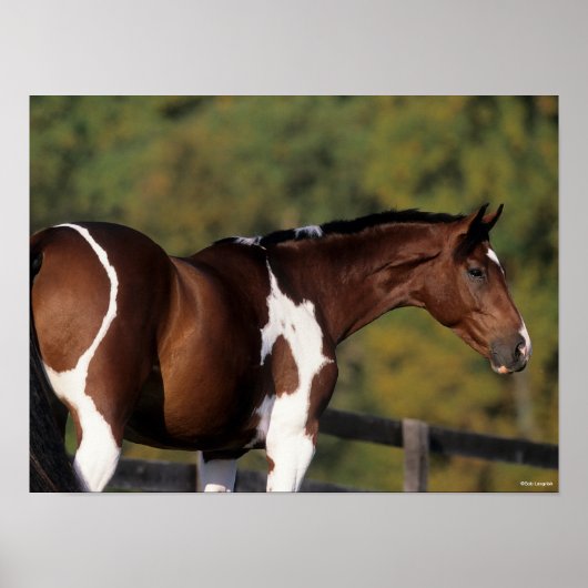 Bob Langrish | Pinto Warmblood Standing Headshot Poster (Voorkant)