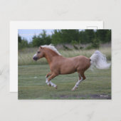Bob Langrish | Pony Palomino Welsh Running Briefkaart (Voorkant / Achterkant)