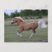 Bob Langrish | Pony Palomino Welsh Running Briefkaart (Voorkant)