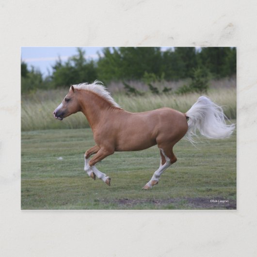 Bob Langrish | Pony Palomino Welsh Running Briefkaart (Voorkant)