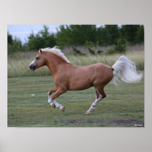 Bob Langrish   Pony Palomino Welsh Running Poster