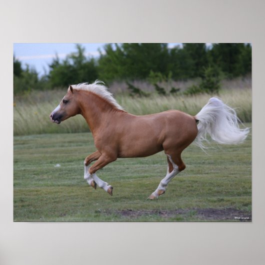 Bob Langrish | Pony Palomino Welsh Running Poster (Voorkant)