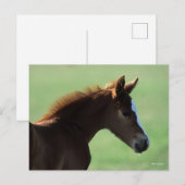 Bob Langrish | Quarter Horse Foal Backlit Briefkaart (Voorkant / Achterkant)