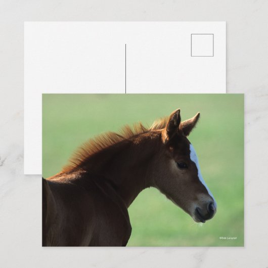 Bob Langrish | Quarter Horse Foal Backlit Briefkaart (Voorkant / Achterkant)