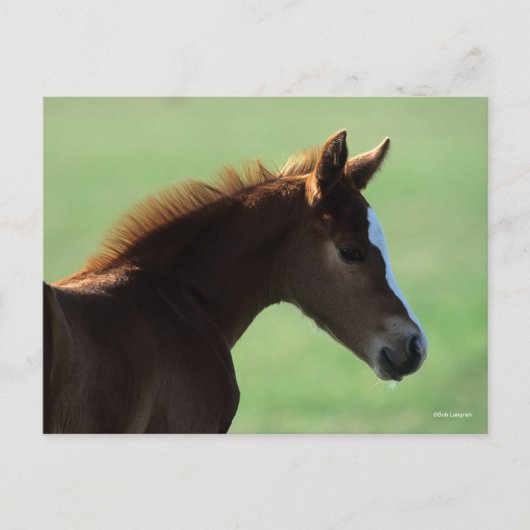 Bob Langrish | Quarter Horse Foal Backlit Briefkaart (Voorkant)