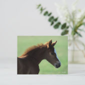 Bob Langrish | Quarter Horse Foal Backlit Briefkaart (Staand voorkant)