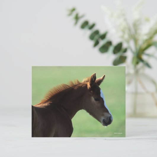 Bob Langrish | Quarter Horse Foal Backlit Briefkaart (Staand voorkant)
