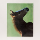 Bob Langrish | Quarter Horse Foal Backlit Legpuzzel (Verticaal)